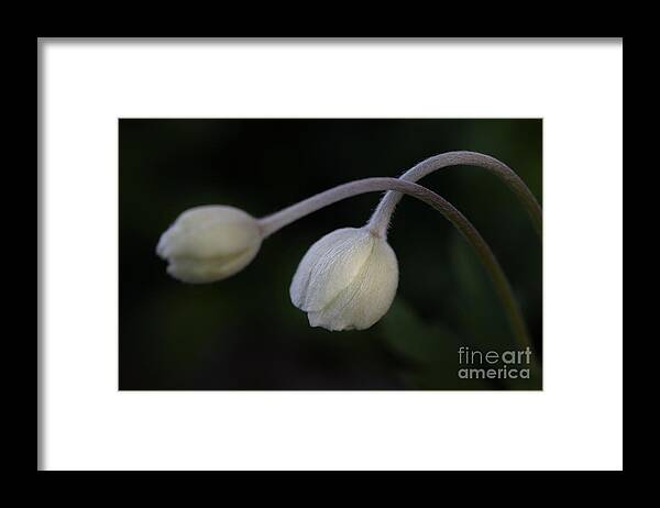 Photography Framed Print featuring the photograph Flower Buds by Alma Danison