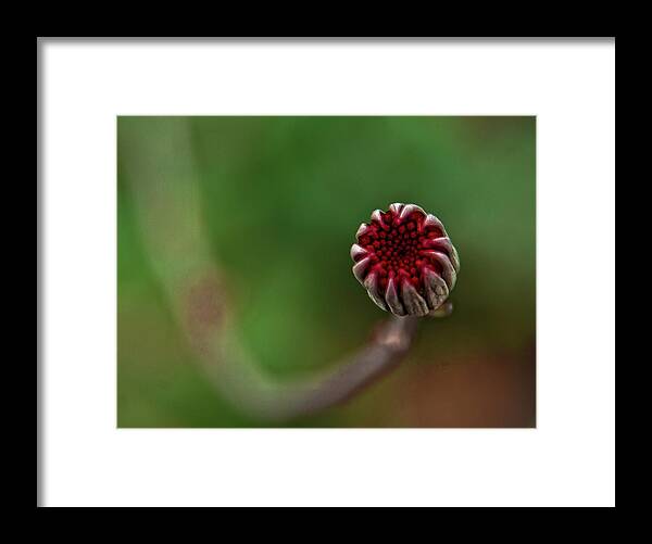 Outdoors Framed Print featuring the photograph Flower by Carhove Photography
