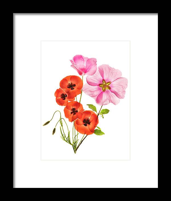 Flower Framed Print featuring the photograph Flower Composition IIi by Azriel Yakubovitch