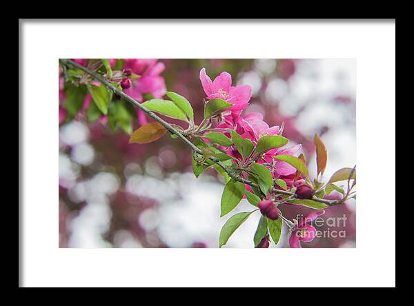 Flowers Framed Print featuring the photograph Flower divider by Agnes Caruso
