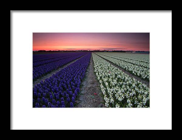 Tranquility Framed Print featuring the photograph Flower Fields, Lisse, Netherlands by Photographer Sven Broeckx