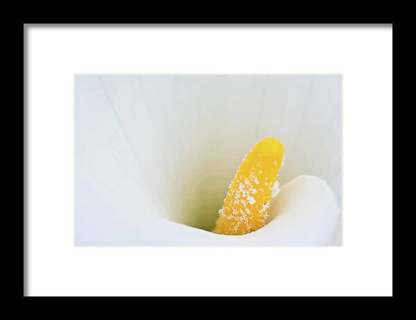 Taiwan Framed Print featuring the photograph Flower by Foto By Chandler Chou