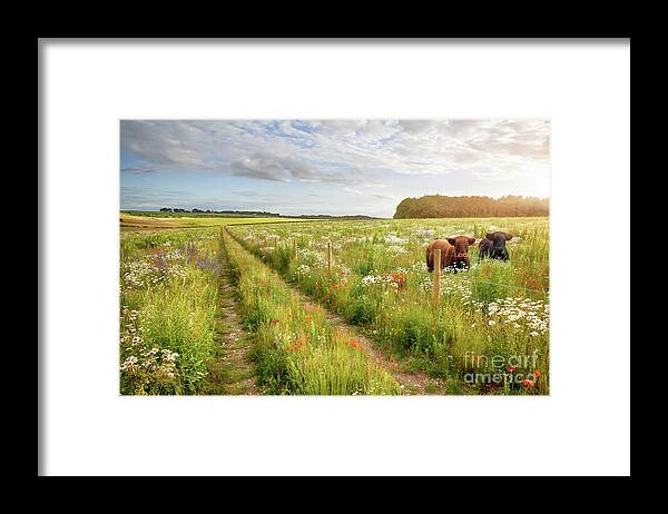 Norfolk Framed Print featuring the photograph Norfolk flower meadow and two cows by Simon Bratt