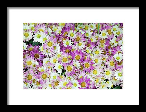 Flowers Framed Print featuring the photograph Flower Patterns Collection Set 10 by Az Jackson
