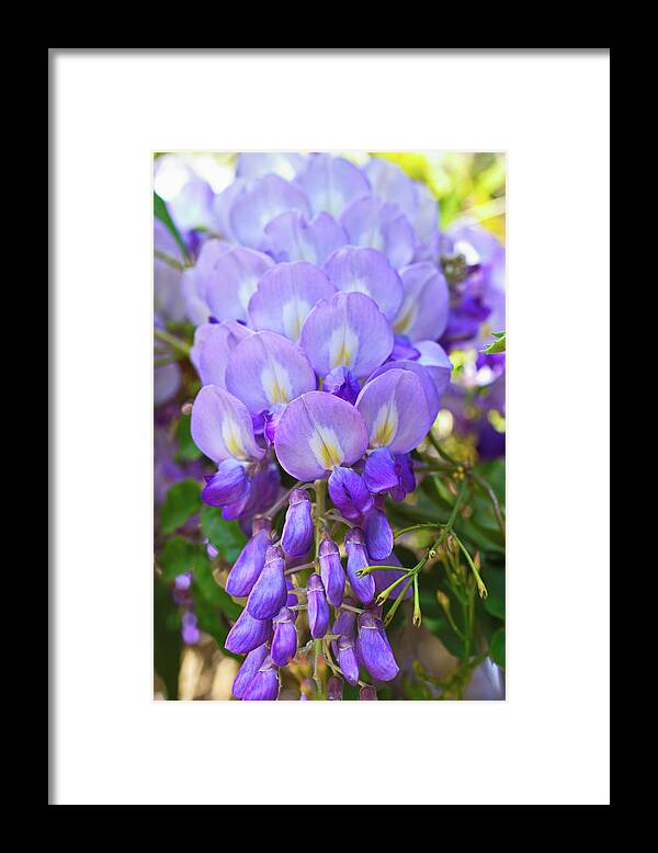 Wisteria Framed Print featuring the photograph Flowers by Alex Viefhaus