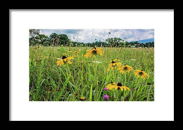 Clover Framed Print featuring the photograph Flowers of the Field, Cades Cove by Marcy Wielfaert