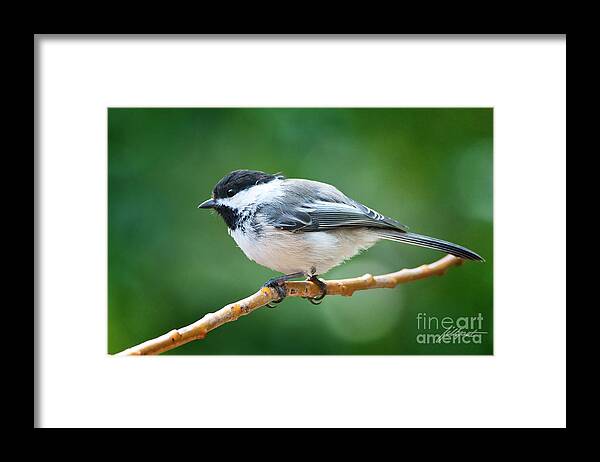 Black Capped Chickadee Framed Print featuring the photograph Fluffy Chickadee by Bon and Jim Fillpot
