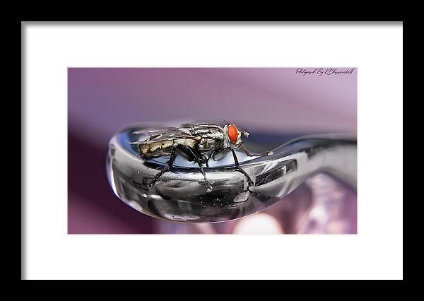 Macro Photography Framed Print featuring the digital art Fly on a tap 0122 by Kevin Chippindall