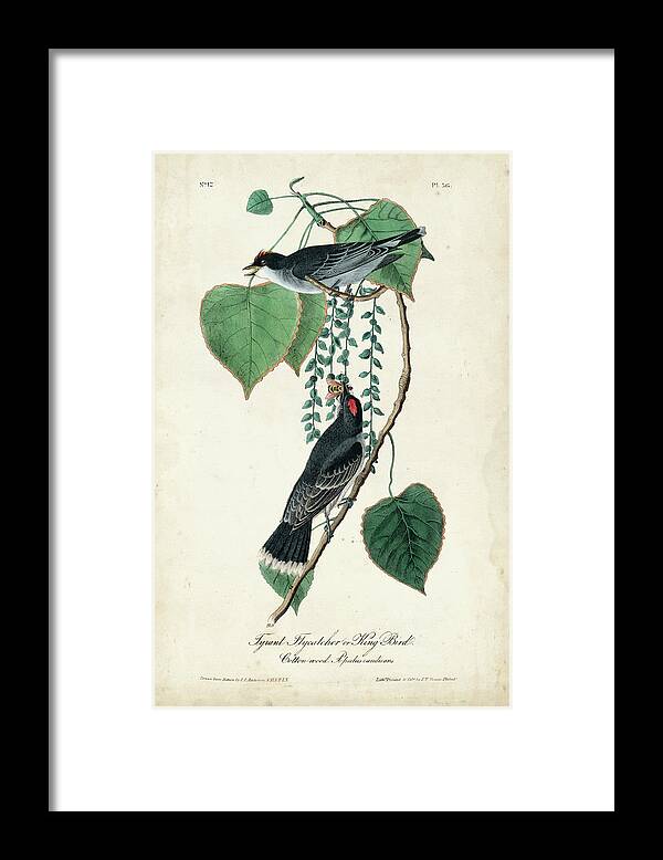 Animals & Nature Framed Print featuring the painting Flycatcher & King Bird by John James Audubon