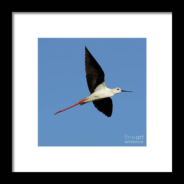Black Framed Print featuring the photograph Flying Black-Winged Stilt with Blue Sky by Pablo Avanzini