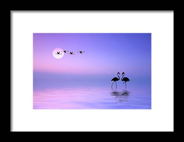 Graphic Framed Print featuring the photograph Flying Flamingo by Bess Hamiti