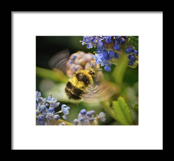 Bumblebee Framed Print featuring the photograph Flying Miracle by Brian Tada