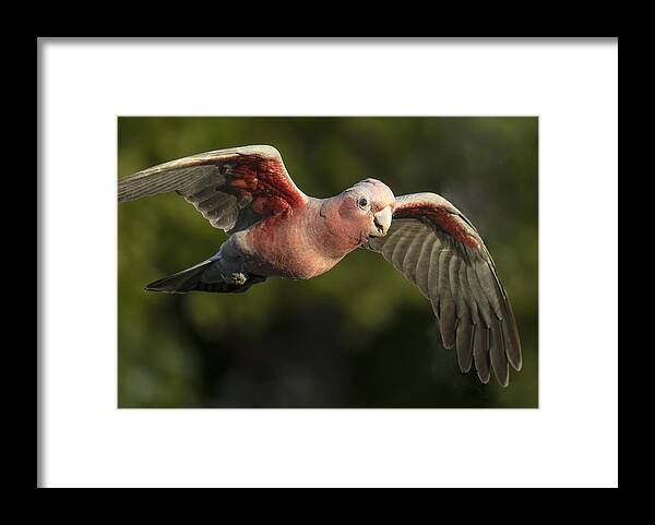 Bird Framed Print featuring the photograph Flying Past by Susan Moss