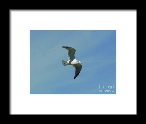 Flying Seagull Framed Print featuring the photograph Flying Seagull by Rockin Docks