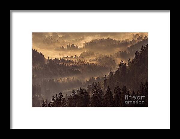 Tranquility Framed Print featuring the photograph Fog Over A Conifer Forest At Sunrise by Andreas Schott