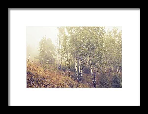 Autumn Framed Print featuring the photograph Foggy Colorado Aspen by Catherine Avilez