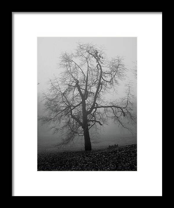 Fog Framed Print featuring the photograph Foggy Tree in Black and White by William Selander