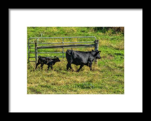 Cattle Framed Print featuring the photograph Following Momma by Cathy Kovarik