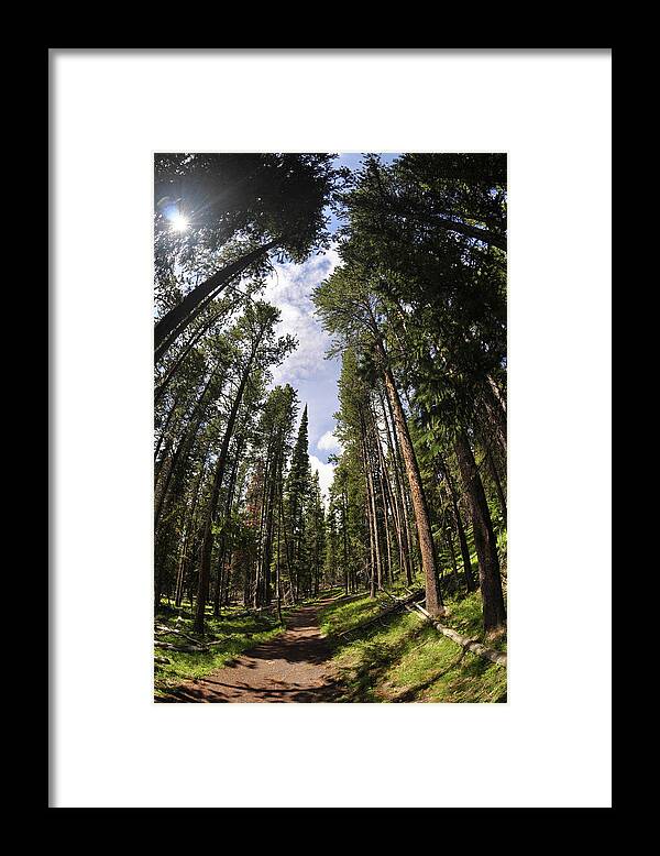 Shadow Framed Print featuring the photograph Footpath In Forest by Laverrue Was Here