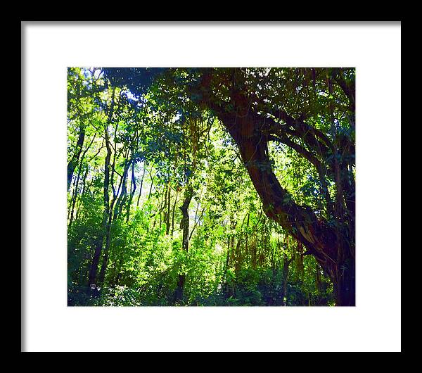 Aloha Framed Print featuring the photograph Banyan Tree,Kipahulu Haleakala National Park,Hana - II by Bnte Creations