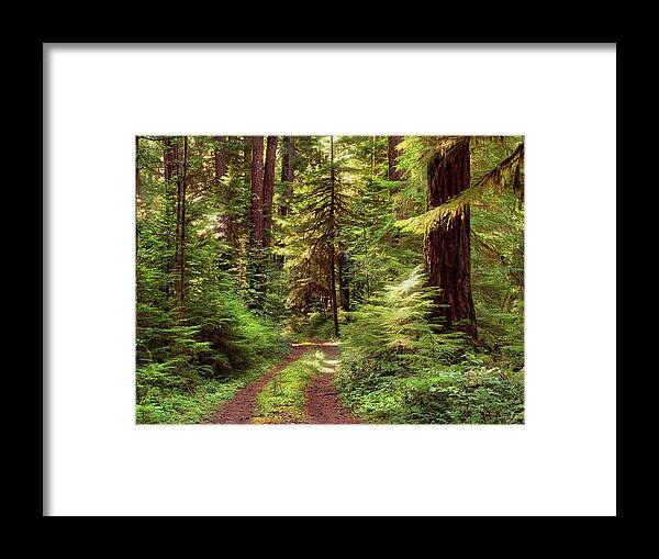 Beauty Line Framed Print featuring the photograph Forest Path 4 by Leland D Howard
