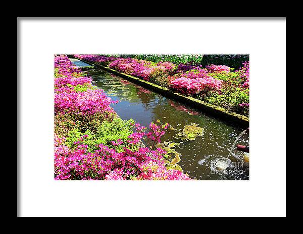 Garden Framed Print featuring the photograph Pink Rododendron Flowers by Anastasy Yarmolovich