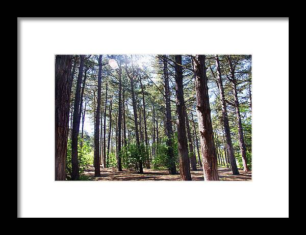 Formby Framed Print featuring the photograph  FORMBY. Woodland By The Coast by Lachlan Main