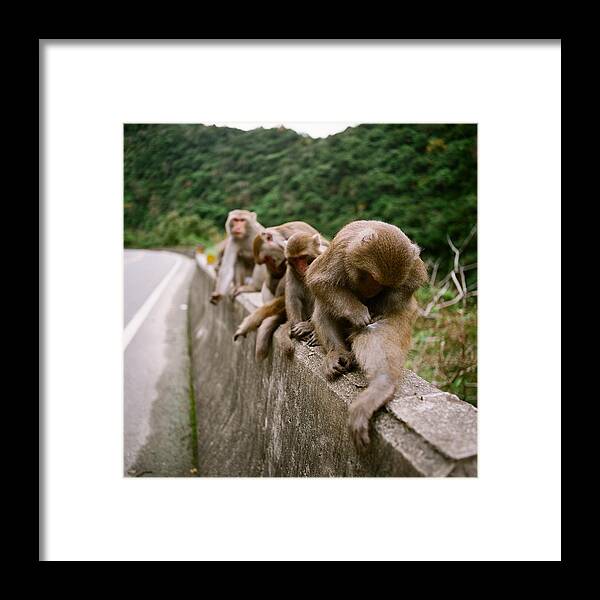 Taiwan Framed Print featuring the photograph Formosan Rock Monkey Scratching by Jayron