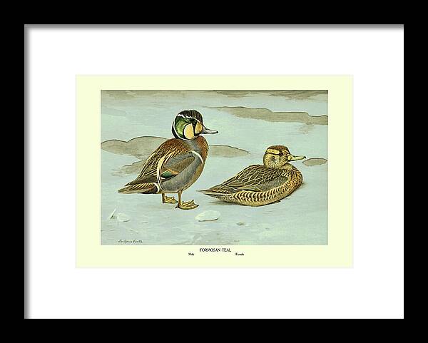 Teal Framed Print featuring the painting Formosan Teal by Louis Agassil Fuertes