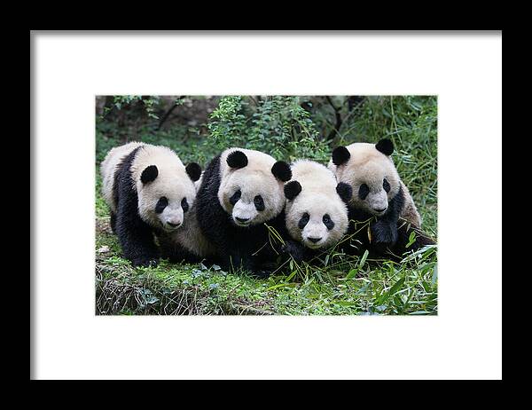 Suzi Eszterhas Framed Print featuring the photograph Four Giant Pandas In A Row by Suzi Eszterhas