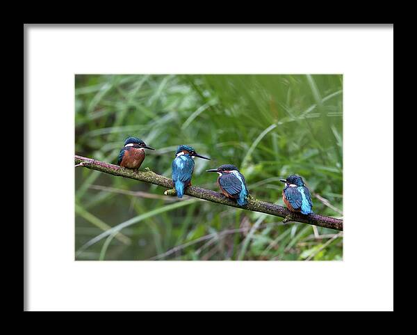 Grass Framed Print featuring the photograph Four Kingfishers On Branch by Produced By Oliver C Wright