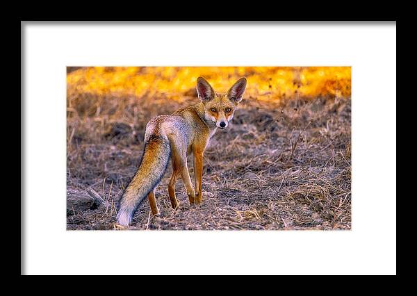  Framed Print featuring the photograph Fox by David Manusevich