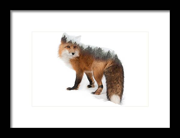 Fox Framed Print featuring the photograph Fox of the Woods by Scott Slone