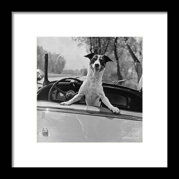 Pets Framed Print featuring the photograph Fox Terrier In Owners Convertible by Bettmann