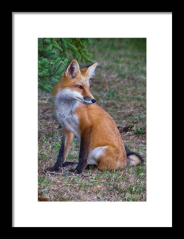 Fox Framed Print featuring the photograph Foxy by WB Johnston