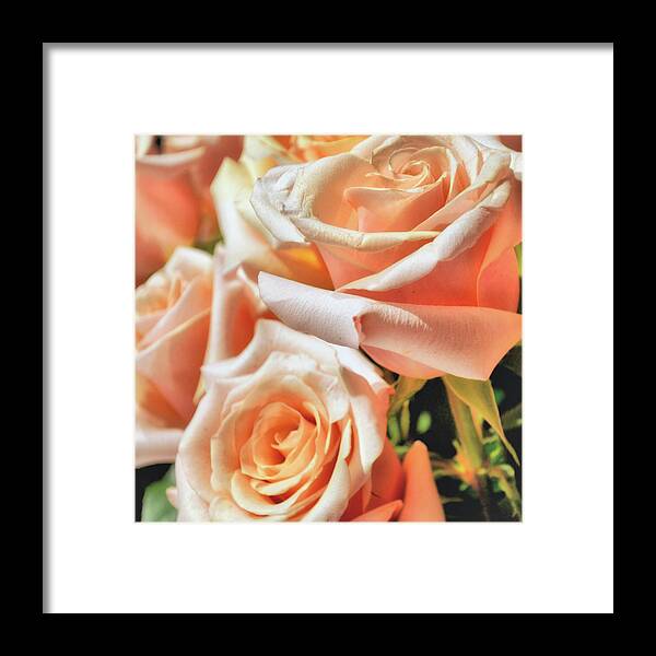 Rose Framed Print featuring the photograph Fragile Folds by JAMART Photography