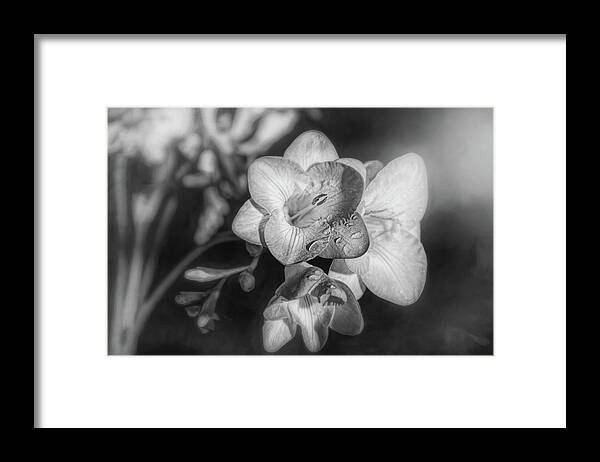 Freesia Framed Print featuring the photograph Fragrant Freesia Black and White by Carol Japp