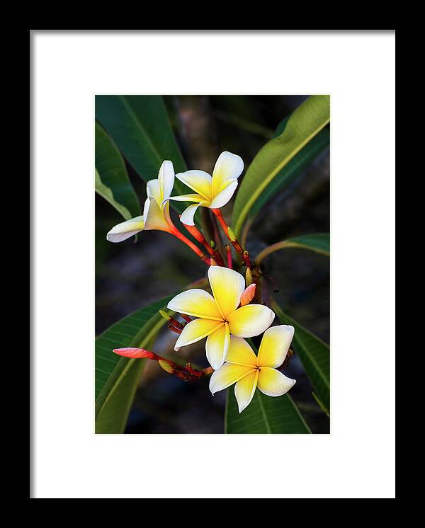 Frangipani Framed Print featuring the photograph Frangipani Beauty by Ginger Stein