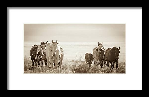 Wild Horses Framed Print featuring the photograph Free family 3 by Mary Hone