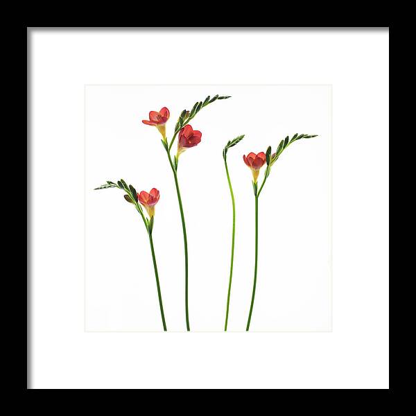 Flowers Framed Print featuring the photograph Freesia 1 by Rebecca Cozart