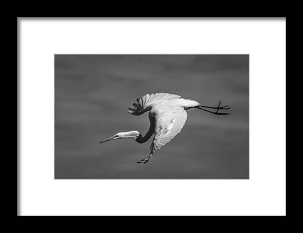 Skidaway Island Framed Print featuring the photograph Freestyle in Monochrome by Ray Silva