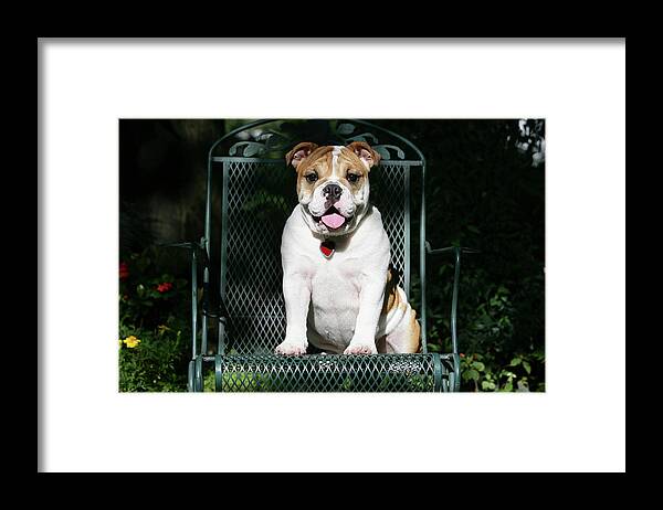 Animals Framed Print featuring the photograph French Bulldog 43 by Bob Langrish