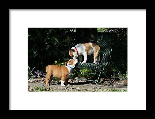 Animals Framed Print featuring the photograph French Bulldog 46 by Bob Langrish