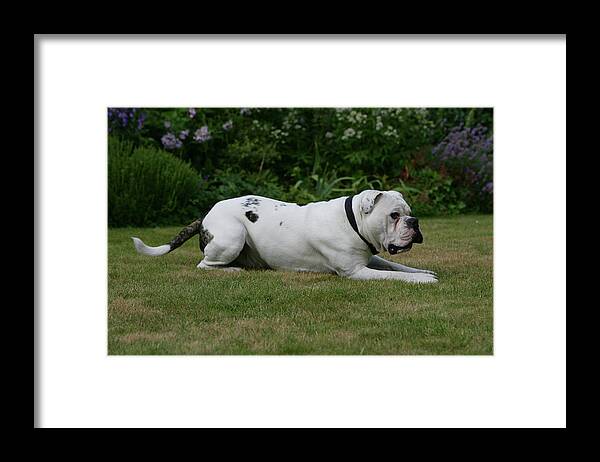 Animals Framed Print featuring the photograph French Bulldog 63 by Bob Langrish