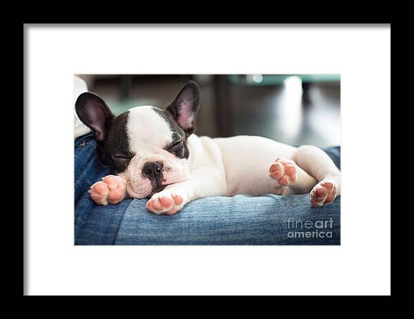 Small Framed Print featuring the photograph French Bulldog Puppy Sleeping On Knees by Patryk Kosmider