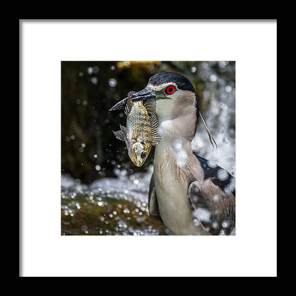 #fresh #fish #action #water #drop #red #fishing #hunt #hunting #bird #animal #nature #wild #wildlife Framed Print featuring the photograph Fresh Fish by Ahmed Elkahlawi