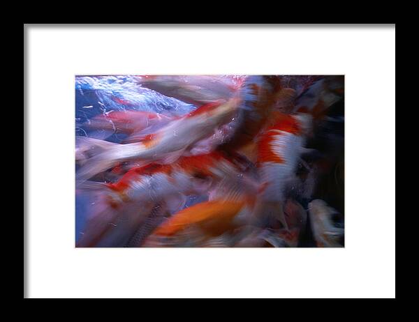 Aqualung Framed Print featuring the photograph Fresh Fish For Sale On Tung Choi Street by Lonely Planet