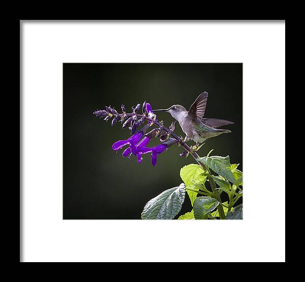Ruby-throated Hummingbird Framed Print featuring the photograph Fresh Taste by Eugene Zhu