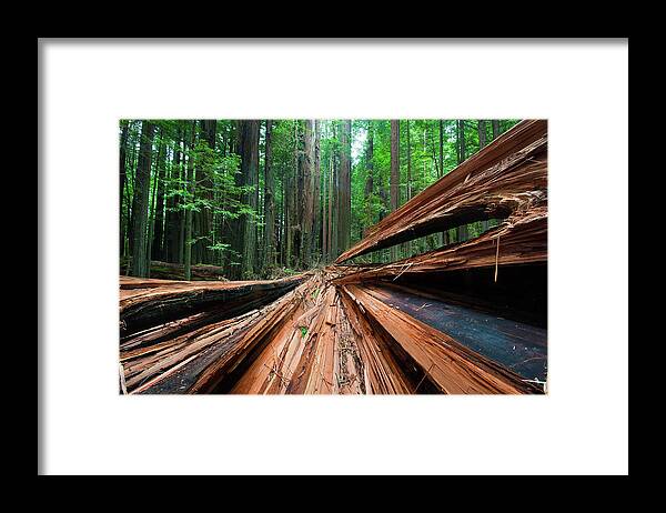 Sequoia Tree Framed Print featuring the photograph Freshly Fallen Redwood by Tom Kelly Photo