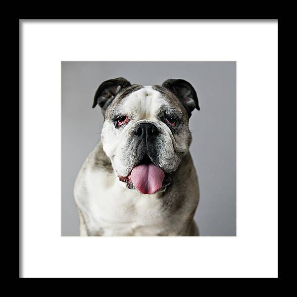 Pets Framed Print featuring the photograph Frida by Laura Layera